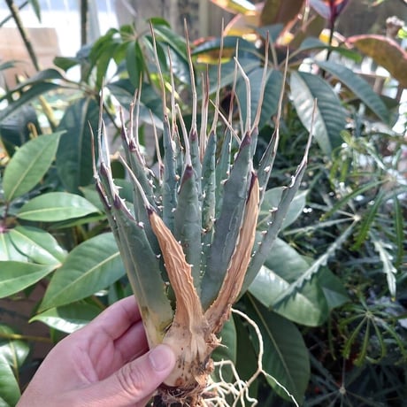 アガベ ユタエンシス ネバデンシス SN3 Agave uthaensis var. nevadensis