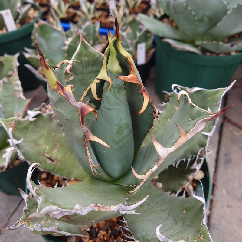 アガベ チタノタ オアハカ Agave titanota Oaxaca 19