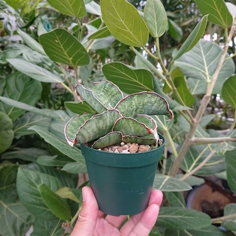 サンスベリアドラゴンウィング | STORES