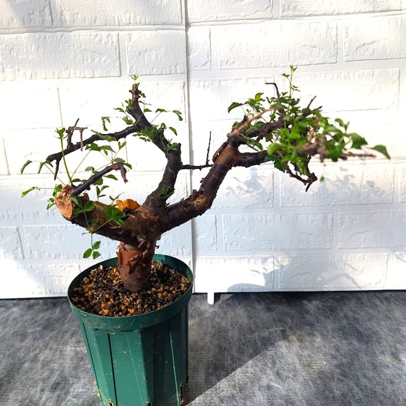 コミフォラ ボラネンシス 2 Commiphora boranensis | Mellow Yard