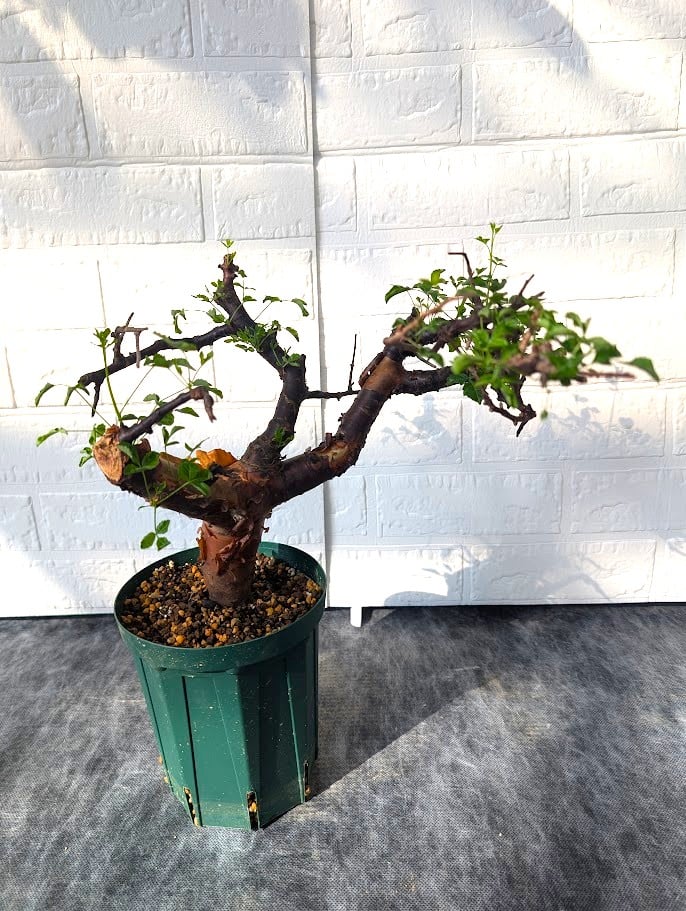 コミフォラ ボラネンシス 2 Commiphora boranensis | Mellow Yard
