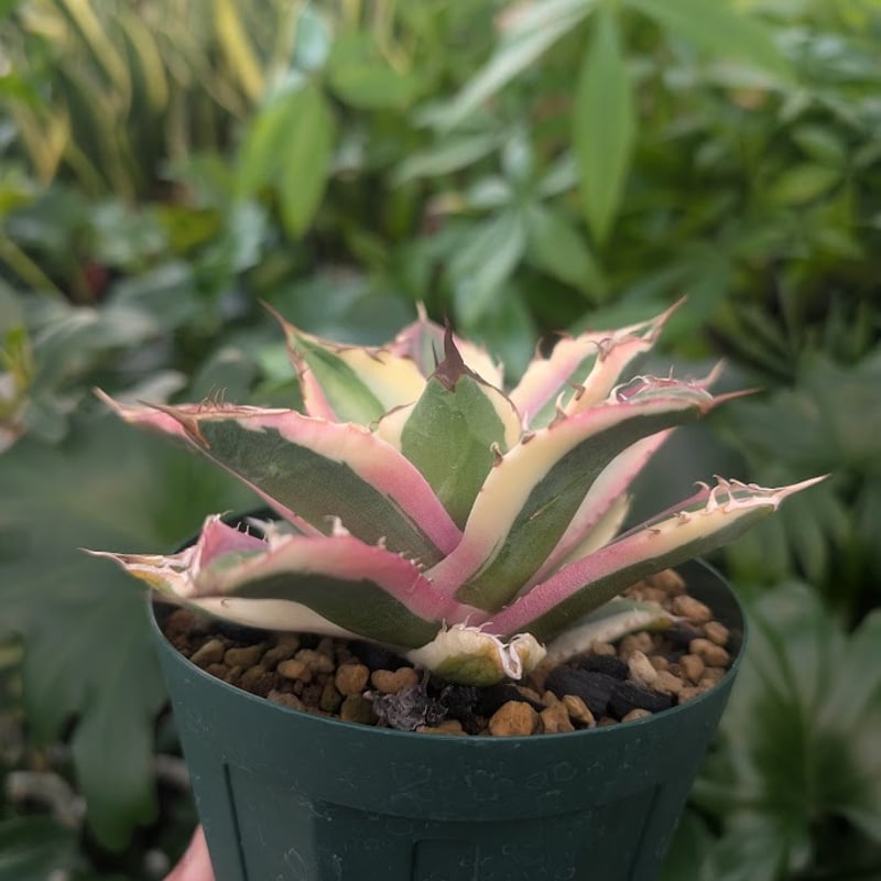 アガベ チタノタ スナグルトゥース アガベ チタノタ スナグルトゥース