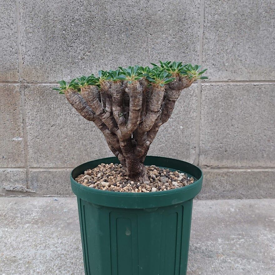 【8/17採取種子３ヶ付】ユーフォルビア　ギラウミニアナ　現地株 8/17採取種子3ヶ付】ユーフォルビア ギラウミニアナ 現地株