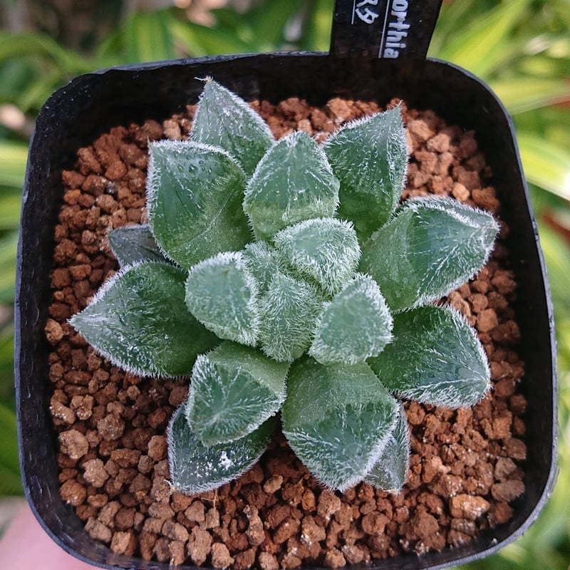 ハオルチア ベヌスタ Tan 抜き苗 多肉植物：ハオルチア ベヌスタ*幅3.5cm : 遊恵盆栽 Yahoo!店