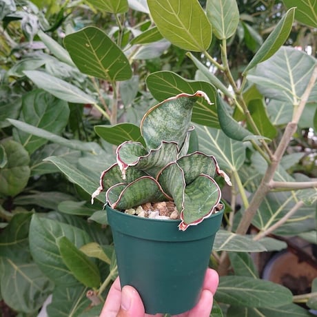【送料全国一律500円】Sansevieria sp. Mafinga Tanzania Dragon サンスベリア ドラゴンウィング L8