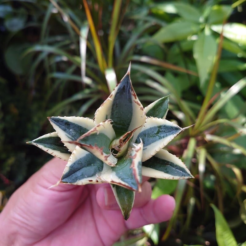 アガベ　チタノタ　スナグルトゥース アガベ チタノタ スナグルトゥース ST25 | Mellow Yard