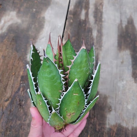アガベ ホリダ agave horrida