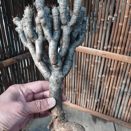 ユーフォルビア ギラウミニアナ Euphorbia guillauminiana