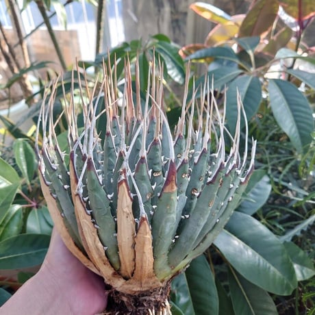 アガベ ユタエンシス ネバデンシス 11 Agave uthaensis var. nevadensis