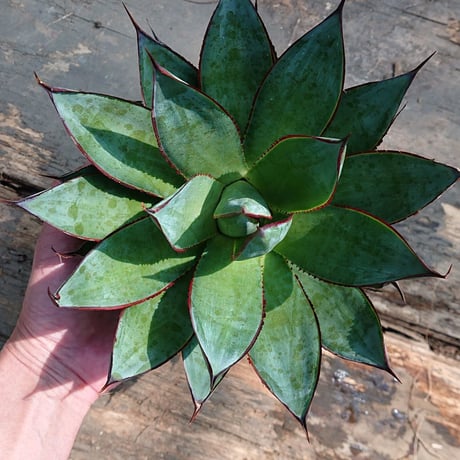no.1 アガベ ブルーグロウ agave blue grow 【発根済】