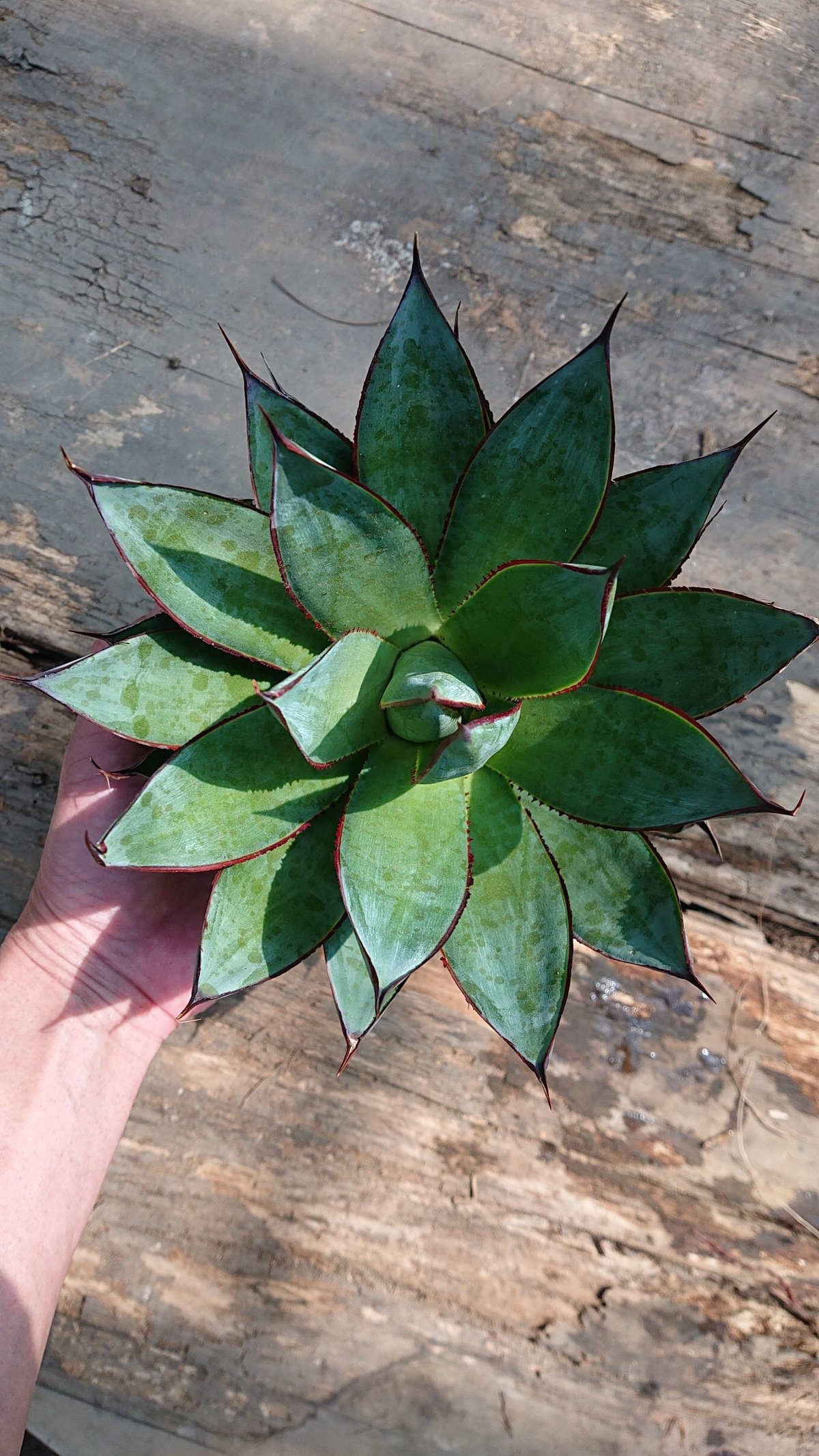 no.1 アガベ ブルーグロウ agave blue grow 【発根済】 | Mellow