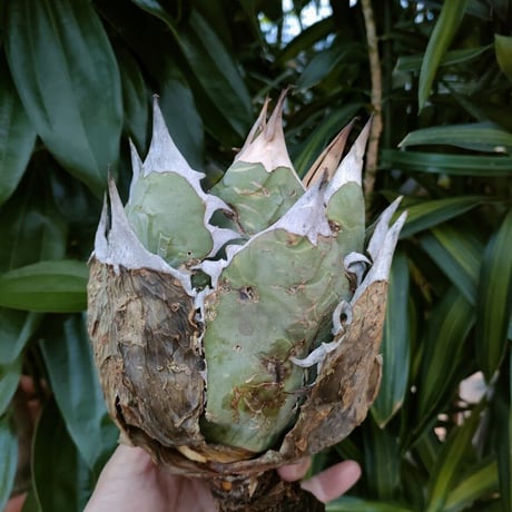 アガベ チタノタ オアハカ Agave titanota Oaxaca 4