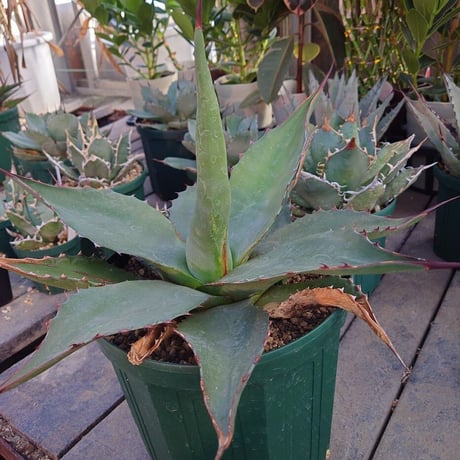 アガベ ジェントリー ジョーズ agave gentryi "Jaws" J3 【訳あり】