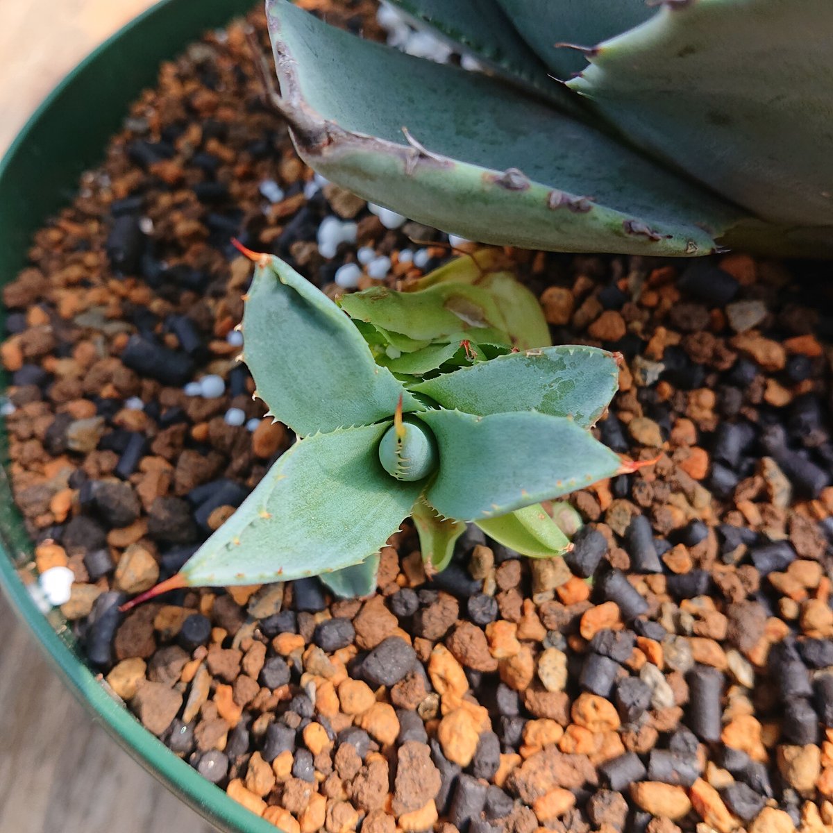 ディズニープリンセスのベビーグッズも大集合 no.3 アガベ 【発根 truncata parryi agave トランカータ パリー アガベ
