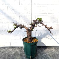 コミフォラ ボラネンシス 1 Commiphora boranensis