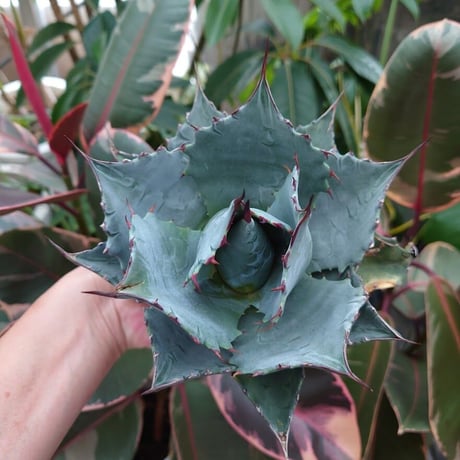 アガベ パラサナ グローブ agave parrasana globe P3