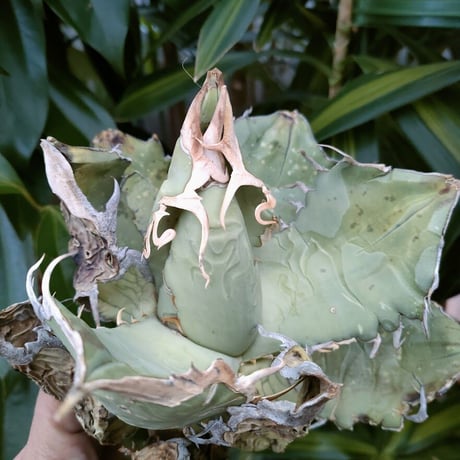 アガベ チタノタ オアハカ Agave titanota Oaxaca 1