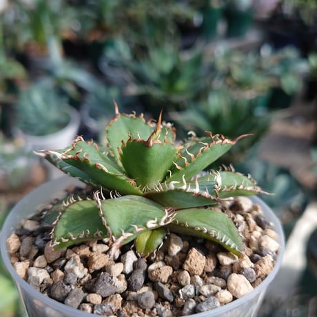 アガベ チタノタ フィリグリー 6 Agave titanota filigree