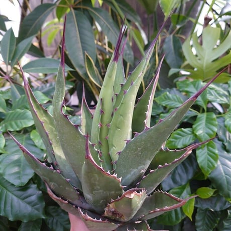 アガベ ジェントリー ジョーズ agave gentryi  "Jaws" J4