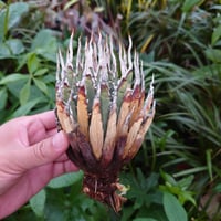 アガベ ユタエンシス ネバデンシス YN23 Agave uthaensis var. nevadensis