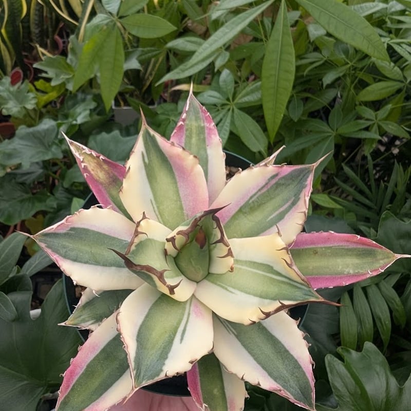 アガベ チタノタ スナグルトゥース ST16 | Mellow Yard