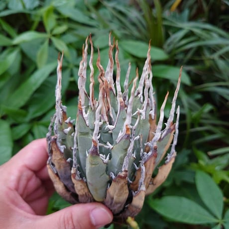 アガベ ユタエンシス ネバデンシス YN18 Agave uthaensis var. nevadensis