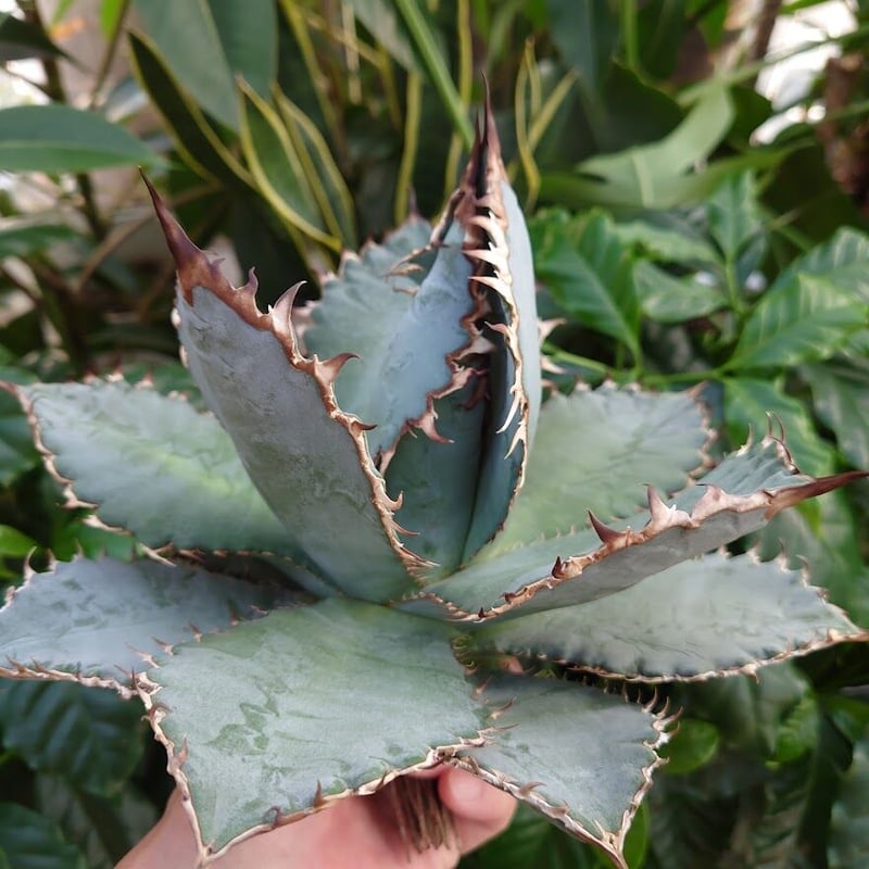 アガベ チタノタ ライオンズメーン メイン Agave titanota Lion's Man