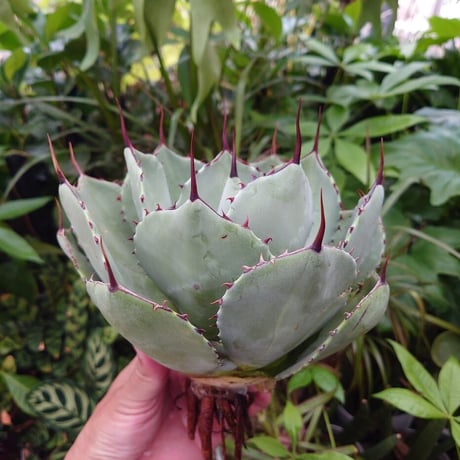 アガベ パリー トランカータ agave parryi truncata P3