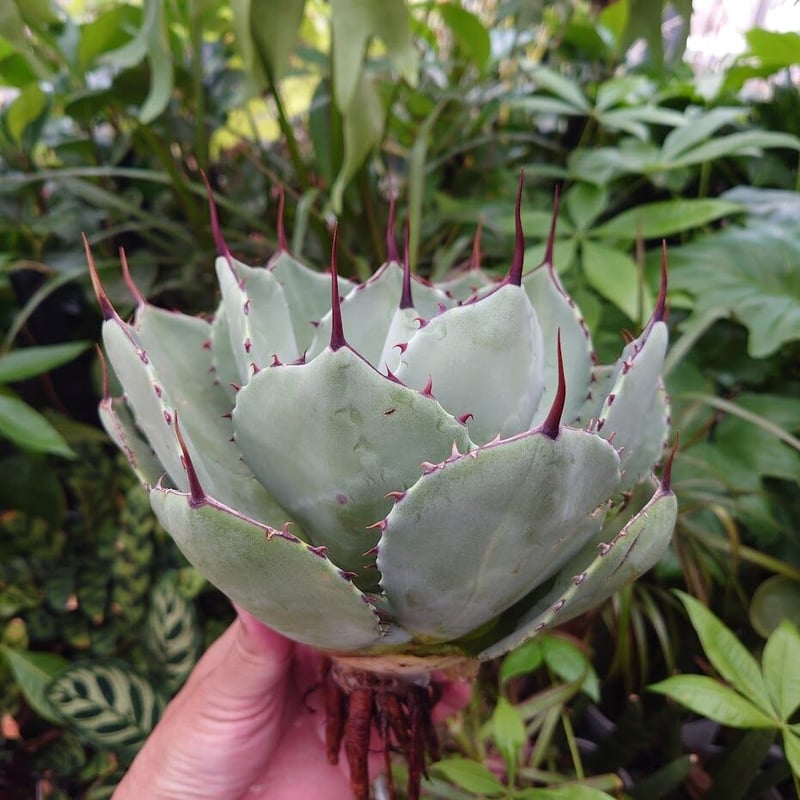 アガベ パリー トランカータ agave parryi truncata P3 | Mello