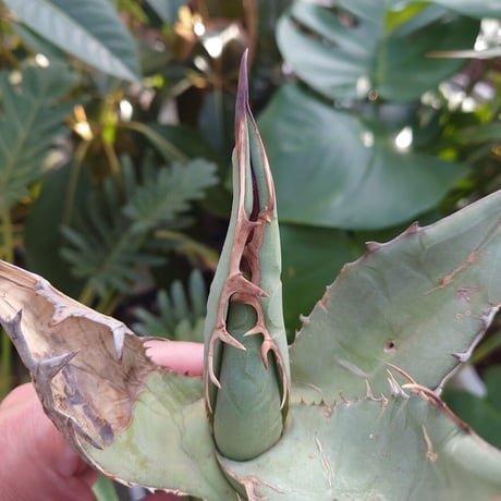 アガベ チタノタ オアハカ Agave titanota Oaxaca 10