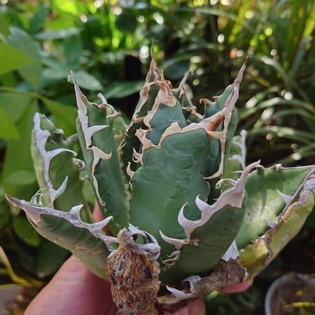 アガベ チタノタ オアハカ Agave titanota Oaxaca 17