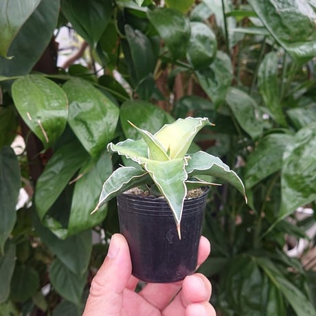 No.2 Sansevieria sp. kismayo サンスベリア キスマヨ 曙班 【送料全国一律500円】