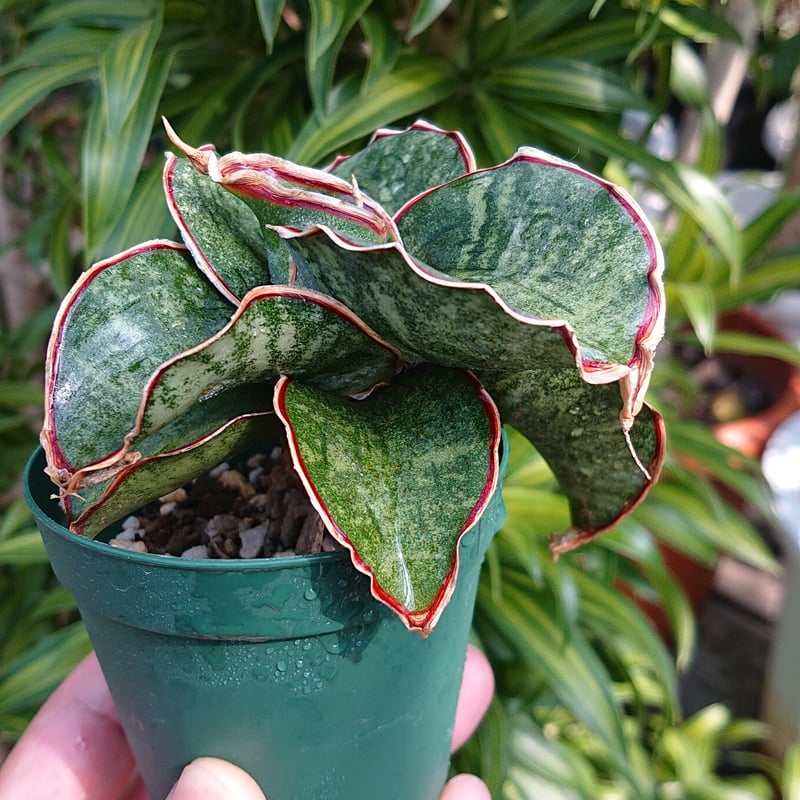 送料無料】Sansevieria sp. Mafinga Tanzania Dragon サ