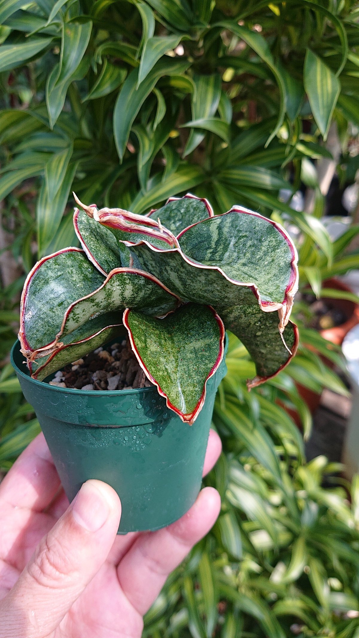 送料無料】Sansevieria sp. Mafinga Tanzania Dragon サ