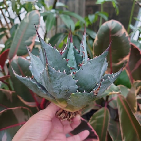 アガベ パラサナ グローブ agave parrasana globe P3