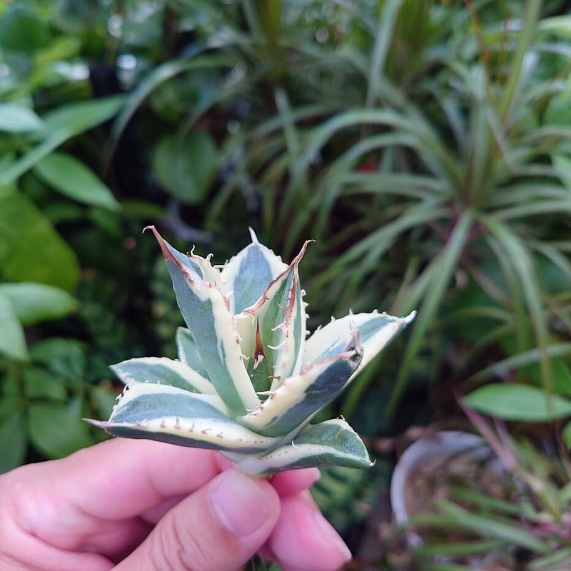 アガベ チタノタ スナグルトゥース 15 アガベ チタノタ スナグルトゥース ST16 | Mellow Yard