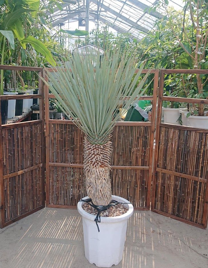 1. ユッカ ロストラータ yucca rostrata | Mellow Yard