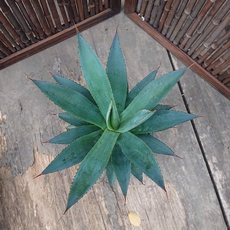 no.4 アガベ ブルーグロウ agave blue grow 陶器鉢付