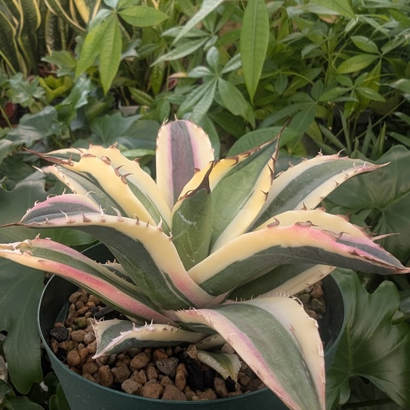 アガベ チタノタ スナグルトゥース OC株 アガベ チタノタ スナグルトゥース OC株 | FELICITA