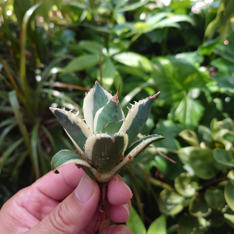 アガベ チタノタ スナグルトゥース ST23 | Mellow Yard