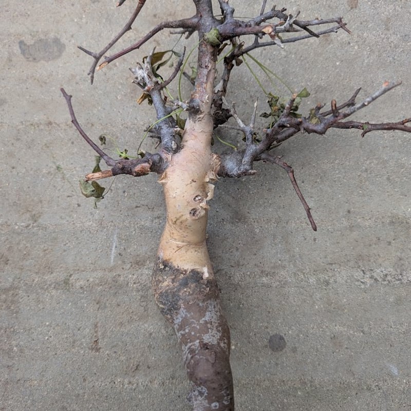 コミフォラ カタフ 5 (ピュアカタフ) Commiphora kataf コミフォラ カタフ 5 (ピュアカタフ) Commiphora kataf