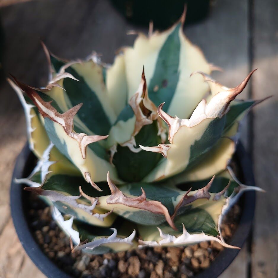 ニ*ン様 アガベチタノタ　スナグルトゥース　親株サイズ　現地球 アガベ チタノタ スナグルトゥース 4 | Mellow Yard