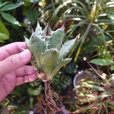 アガベ チタノタ オアハカ Agave titanota Oaxaca 12