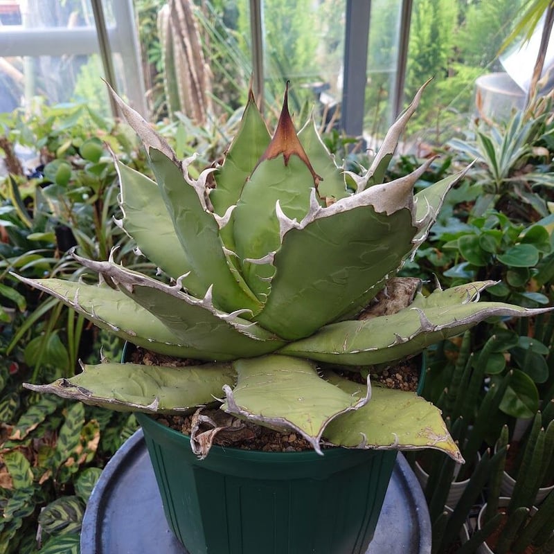 アガベ チタノタ オアハカ Agave titanota Oaxaca 8