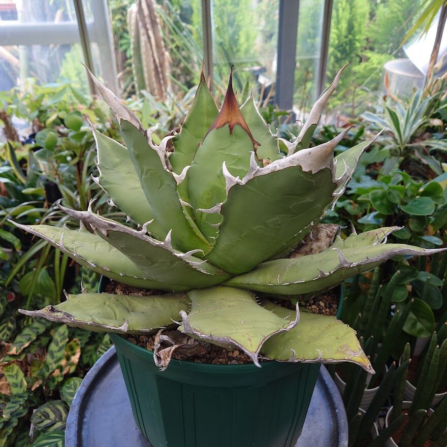 アガベ チタノタ オアハカ Agave titanota Oaxaca 8 アガベ チタノタ オアハカ Agave titanota Oaxaca 8 【訳あり】 | M