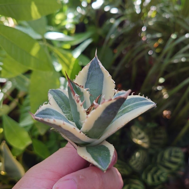 アガベ チタノタ スナグルトゥース ST19 | Mellow Yard