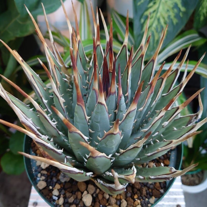 アガベ ユタエンシス ネバデンシス 8 Agave uthaensis var