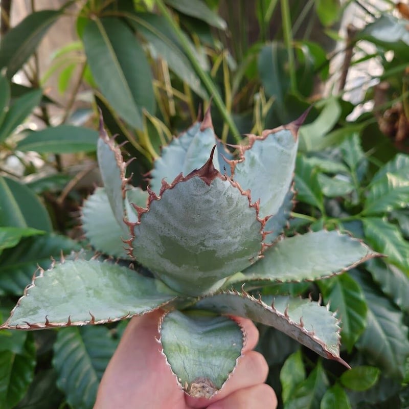 訳あり　アガベ　チタノタ　ライオンズメーン　core産 アガベ チタノタ ライオンズメーン Agave titanota Lion's Mane