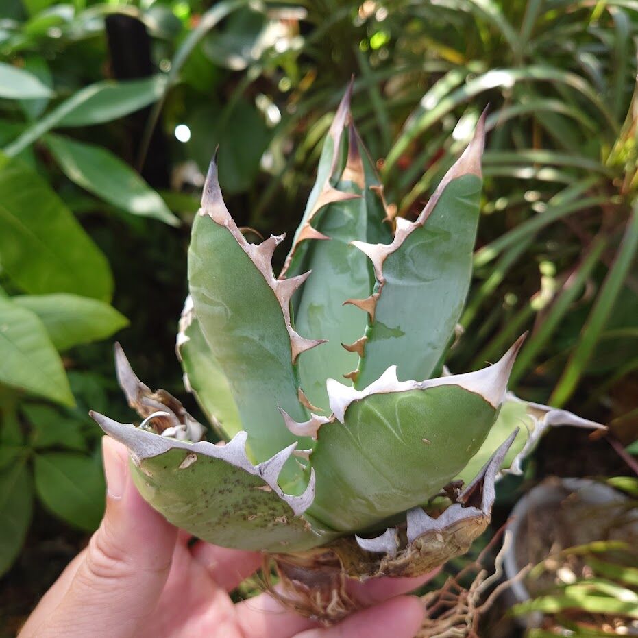 アガベ チタノタ オアハカ Agave titanota Oaxaca 12 アガベ チタノタ オアハカ Agave titanota Oaxaca 14 | Mellow
