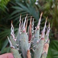 アガベ オバティフォリア オルカ 1 Agave ovatifolia variegated
